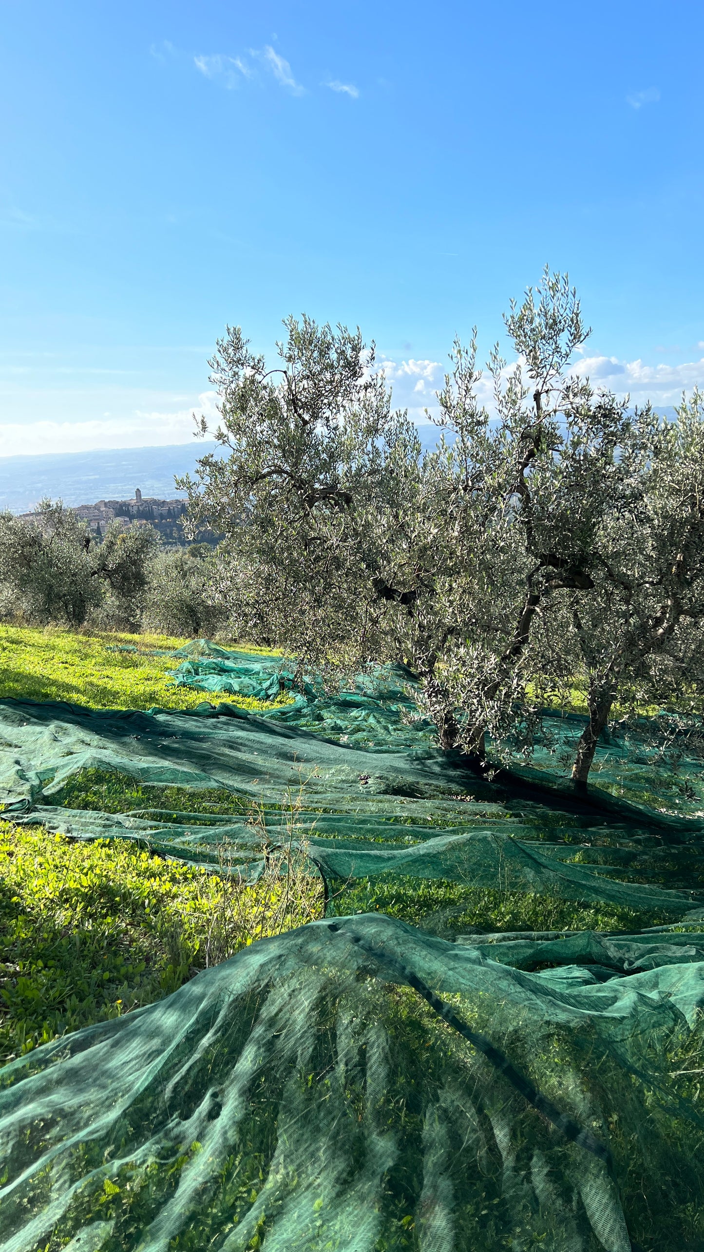 100% Italian EVO oil 0,75LT